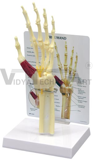 Hand Joint Pharmaceutical and Anatomical Model Gifts